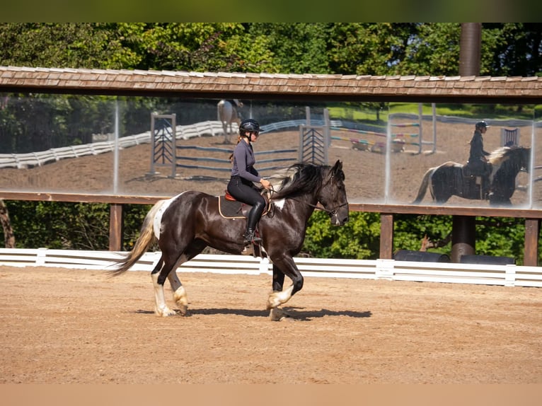 Percheron Mix Wallach 7 Jahre 173 cm Schecke in Clover