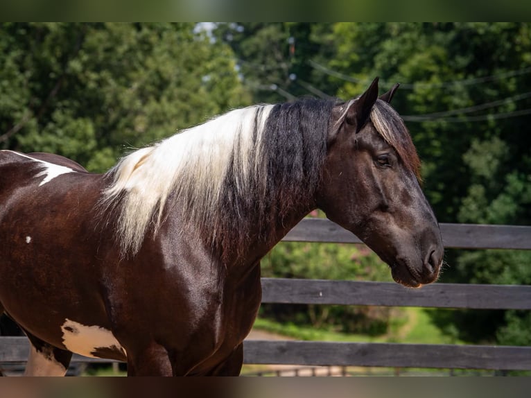 Percheron Mix Wallach 7 Jahre 173 cm Schecke in Clover