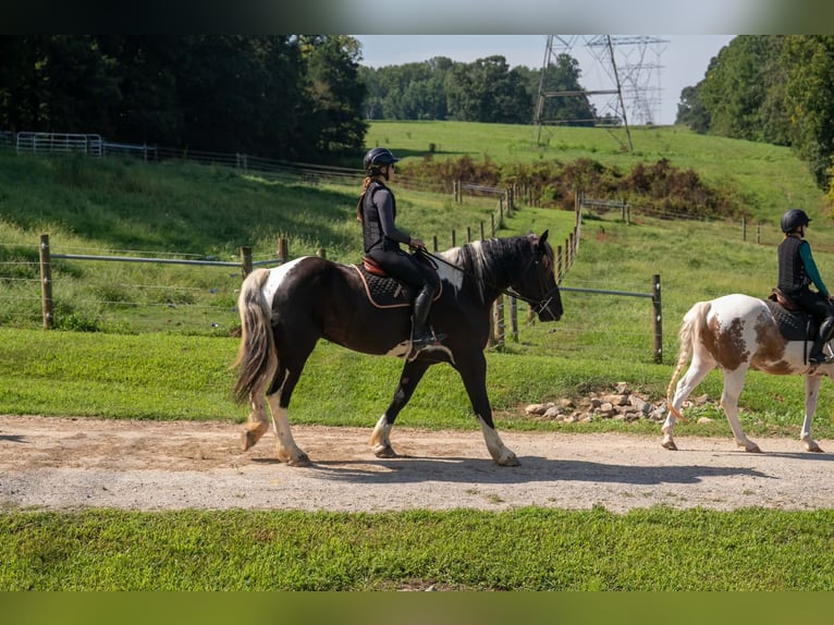 Percheron Mix Wallach 7 Jahre 173 cm Schecke in Clover