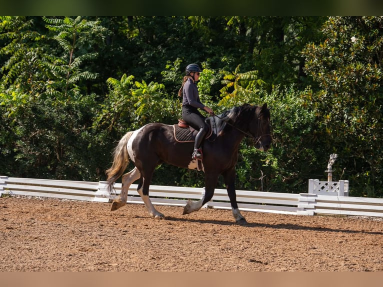 Percheron Mix Wallach 7 Jahre 173 cm Schecke in Clover