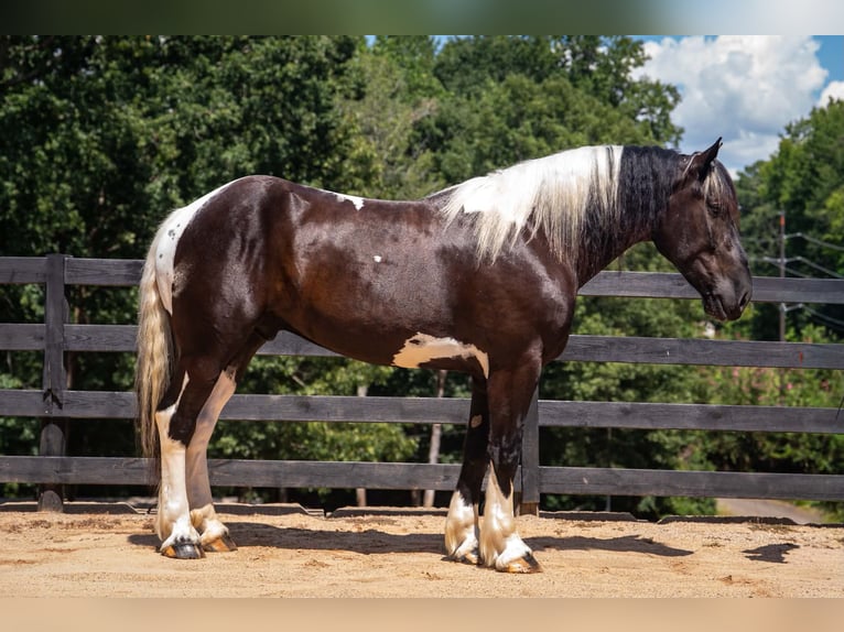 Percheron Mix Wallach 7 Jahre 173 cm Schecke in Clover