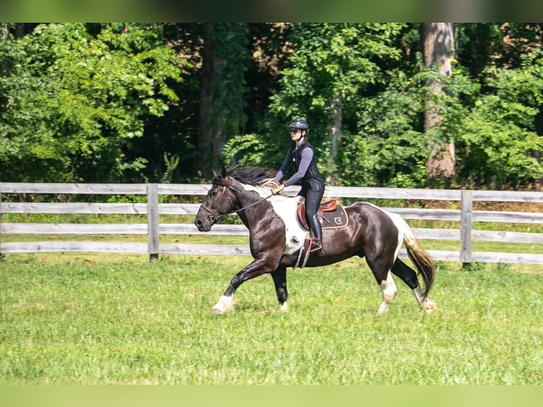 Percheron Mix Wallach 7 Jahre 173 cm Schecke in Clover