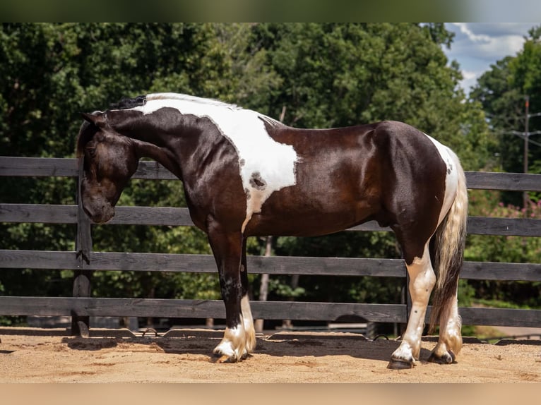 Percheron Mix Wallach 7 Jahre 173 cm Schecke in Clover