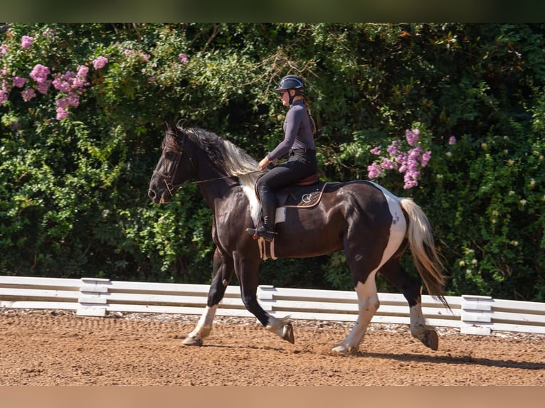 Percheron Mix Wallach 7 Jahre 173 cm Schecke in Clover