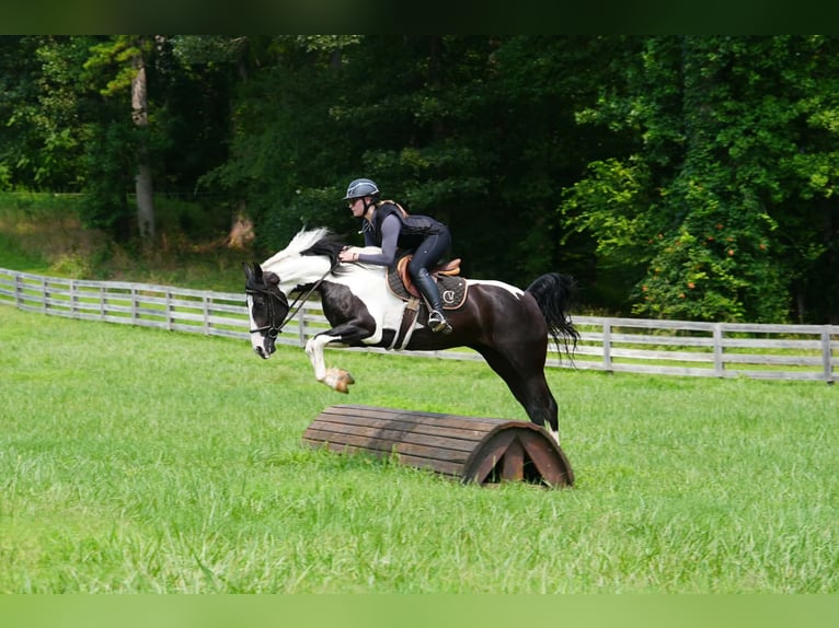 Percheron Mix Wallach 7 Jahre 173 cm Schecke in Clover