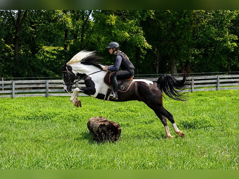 Percheron Mix Wallach 7 Jahre 173 cm Schecke in Clover