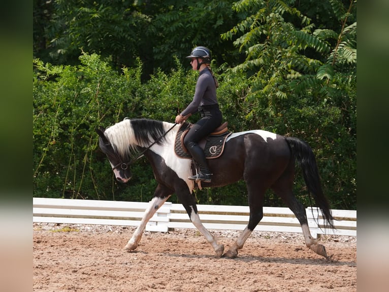 Percheron Mix Wallach 7 Jahre 173 cm Schecke in Clover