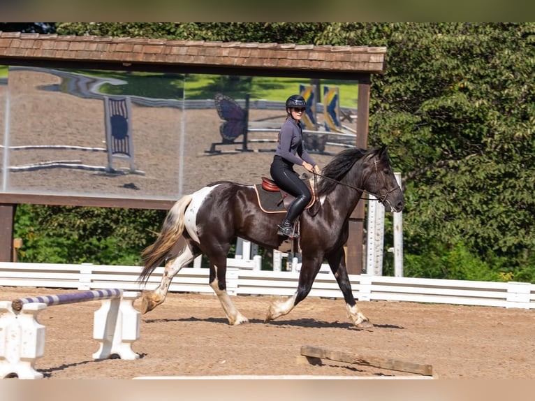Percheron Mix Wallach 7 Jahre 173 cm Schecke in Clover