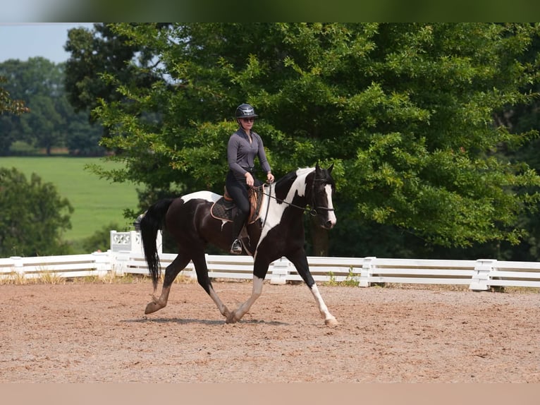 Percheron Mix Wallach 7 Jahre 173 cm Schecke in Clover