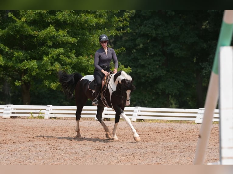 Percheron Mix Wallach 7 Jahre 173 cm Schecke in Clover