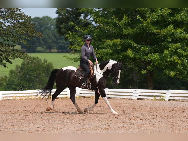 Percheron Mix Wallach 7 Jahre 173 cm Schecke in Clover