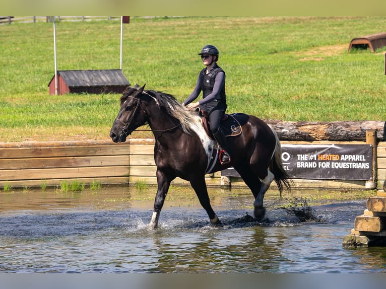 Percheron Mix Wallach 7 Jahre 173 cm Schecke in Clover