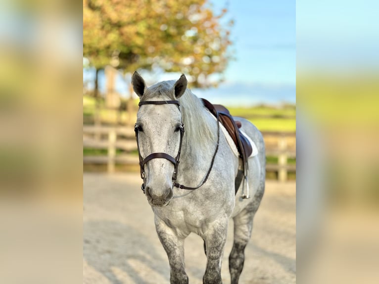 Percheron Mix Wallach 7 Jahre 173 cm Schimmel in Gap