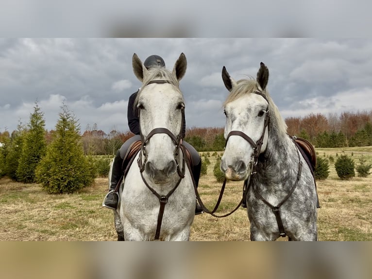 Percheron Mix Wallach 7 Jahre 173 cm Schimmel in Gap