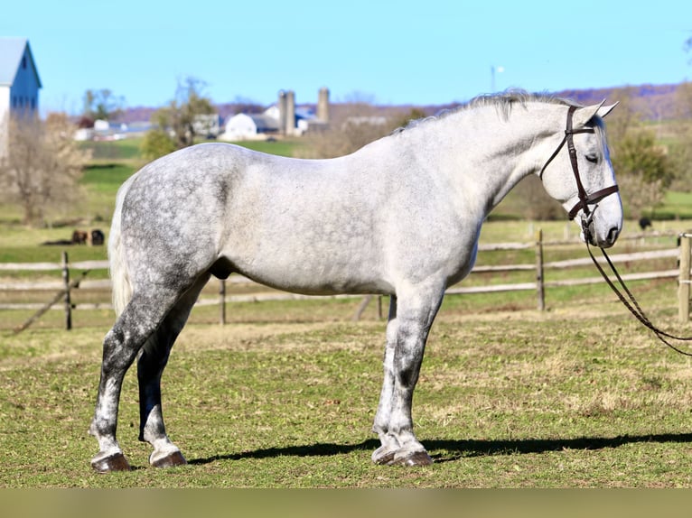 Percheron Mix Wallach 7 Jahre 173 cm Schimmel in Gap