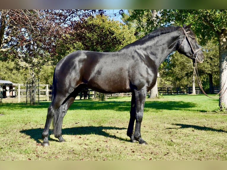 Percheron Mix Wallach 7 Jahre 175 cm Rappe in Tuscarora