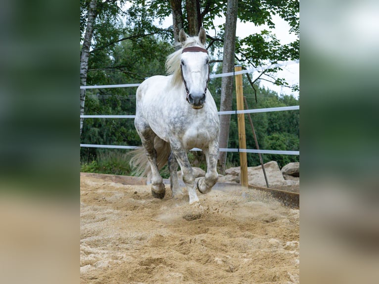 Percheron Wallach 7 Jahre 183 cm Schimmel in Sankt Oswald-Riedlh&#xFC;tte