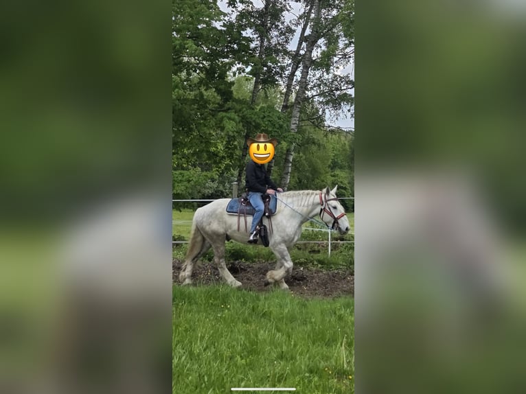 Percheron Wallach 7 Jahre 183 cm Schimmel in Sankt Oswald-Riedlh&#xFC;tte