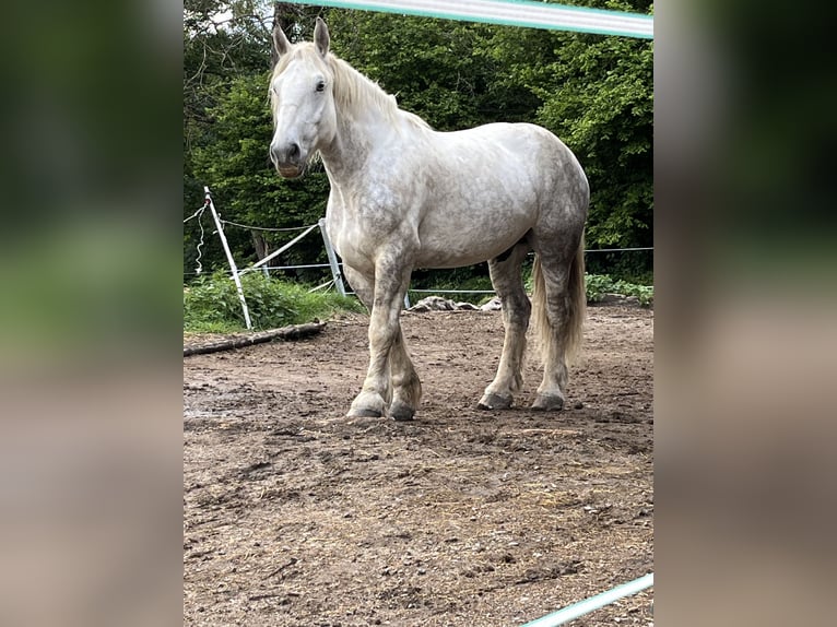 Percheron Wallach 7 Jahre 183 cm Schimmel in Sankt Oswald-Riedlh&#xFC;tte