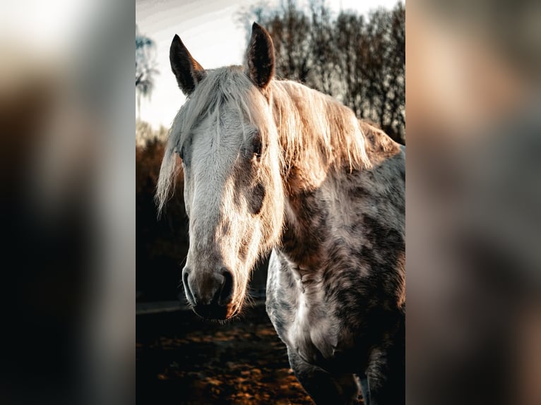 Percheron Wallach 7 Jahre 183 cm Schimmel in Sankt Oswald-Riedlh&#xFC;tte