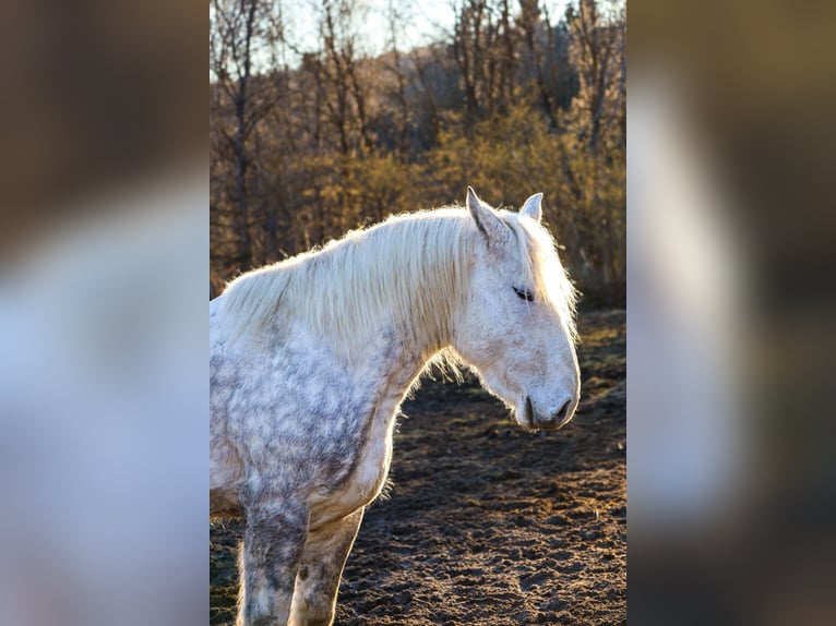 Percheron Wallach 7 Jahre 183 cm Schimmel in Sankt Oswald-Riedlh&#xFC;tte