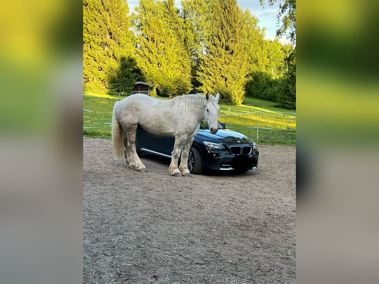 Percheron Wallach 7 Jahre 183 cm Schimmel in Sankt Oswald-Riedlh&#xFC;tte