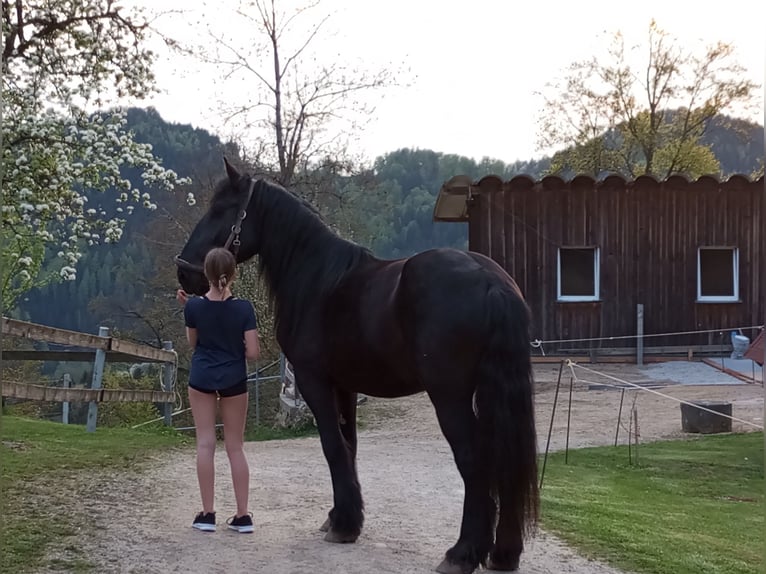 Percheron Mix Wallach 7 Jahre 190 cm Rappe in Pabneukirchen