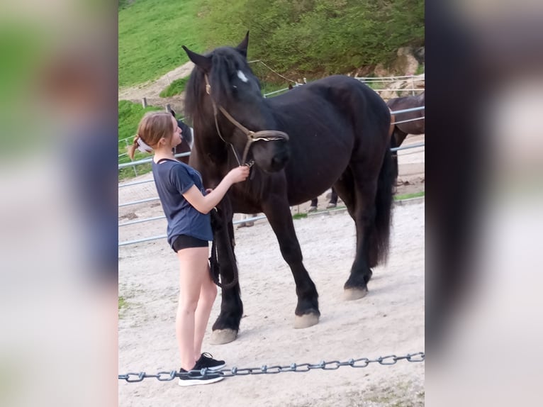 Percheron Mix Wallach 7 Jahre 190 cm Rappe in Pabneukirchen