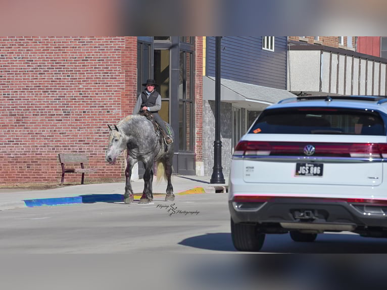 Percheron Wallach 7 Jahre Apfelschimmel in Fairbank IA