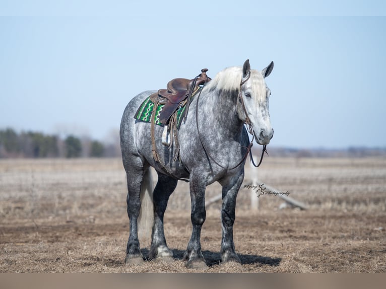 Percheron Wallach 7 Jahre Apfelschimmel in Fairbank IA