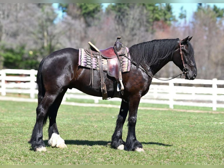 Percheron Wallach 7 Jahre Rappe in Sturgis, KY
