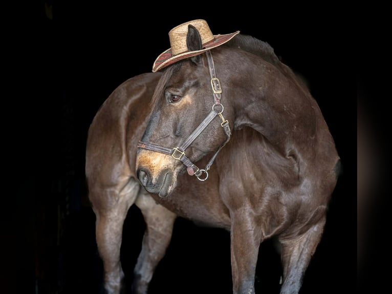 Percheron Mix Wallach 7 Jahre Rotbrauner in New Holland