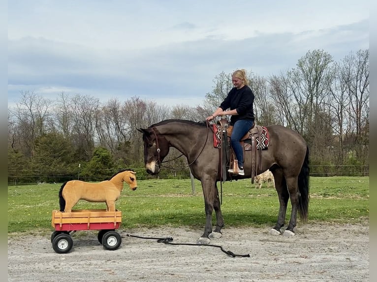 Percheron Mix Wallach 7 Jahre Rotbrauner in New Holland