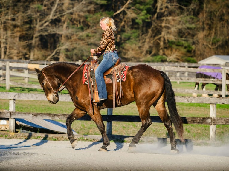 Percheron Mix Wallach 7 Jahre Rotbrauner in New Holland