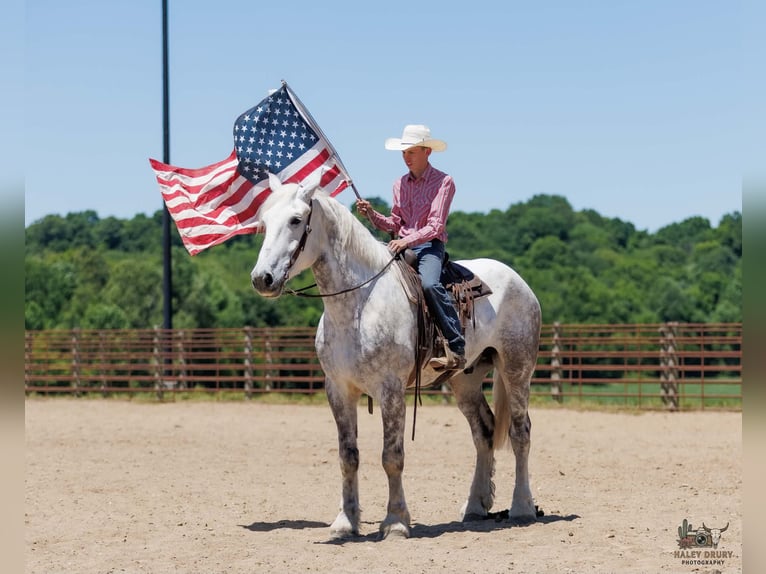 Percheron Wallach 7 Jahre Schimmel in Auburn