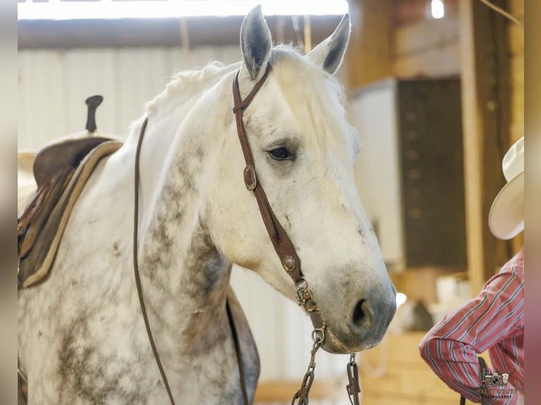 Percheron Wallach 7 Jahre Schimmel in Auburn