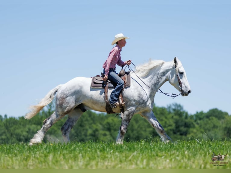 Percheron Wallach 7 Jahre Schimmel in Auburn