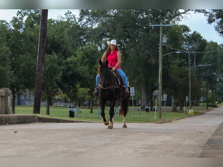 Percheron Wallach 8 Jahre 155 cm Rappe in Rusk TX