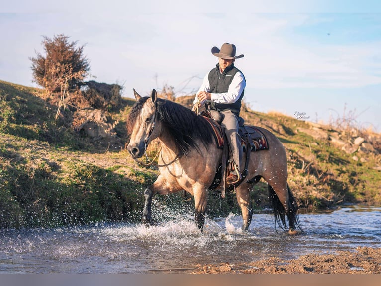 Percheron Mix Wallach 8 Jahre 160 cm Buckskin in Independence