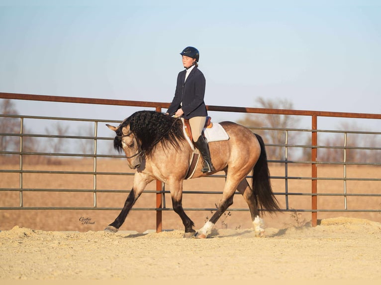 Percheron Mix Wallach 8 Jahre 160 cm Buckskin in Independence