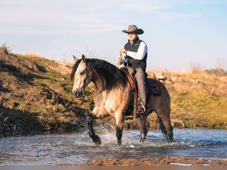 Percheron Mix Wallach 8 Jahre 160 cm Buckskin in Independence