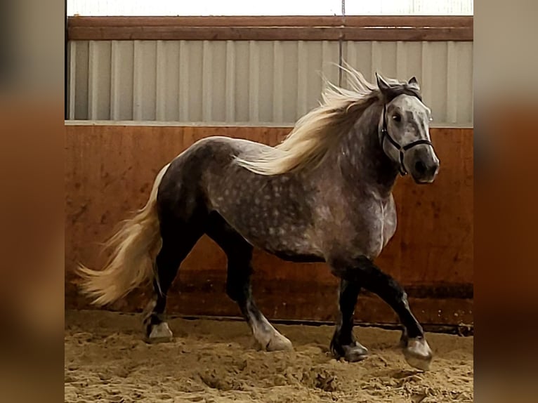Percheron Wallach 8 Jahre 180 cm Apfelschimmel in H&#xFC;rth