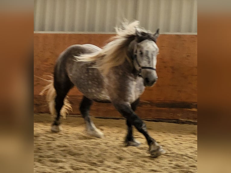 Percheron Wallach 8 Jahre 180 cm Apfelschimmel in H&#xFC;rth