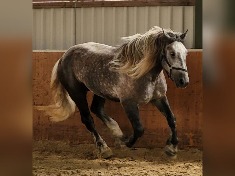 Percheron Wallach 8 Jahre 180 cm Apfelschimmel in H&#xFC;rth