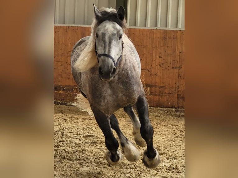 Percheron Wallach 8 Jahre 180 cm Apfelschimmel in Swisttal