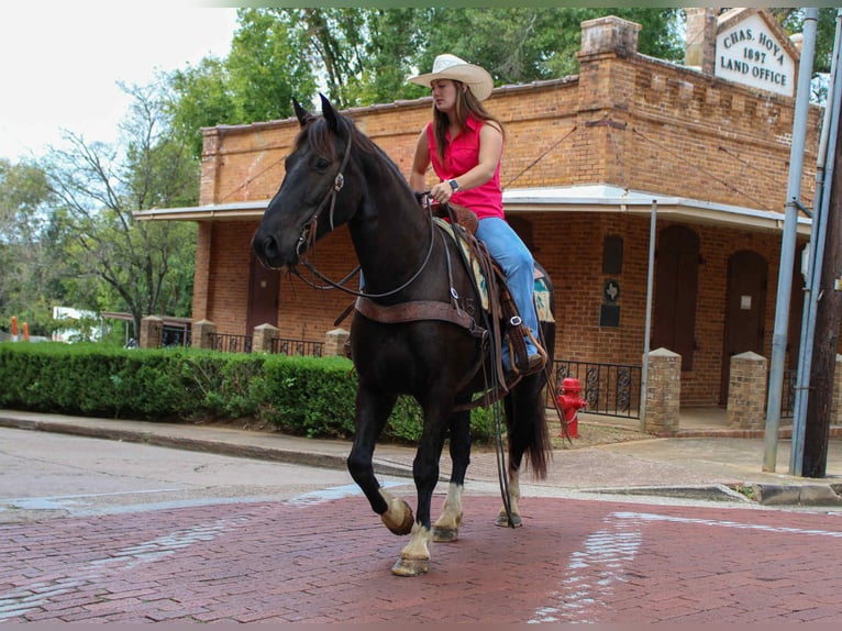 Percheron Wallach 9 Jahre 155 cm Rappe in Rusk TX