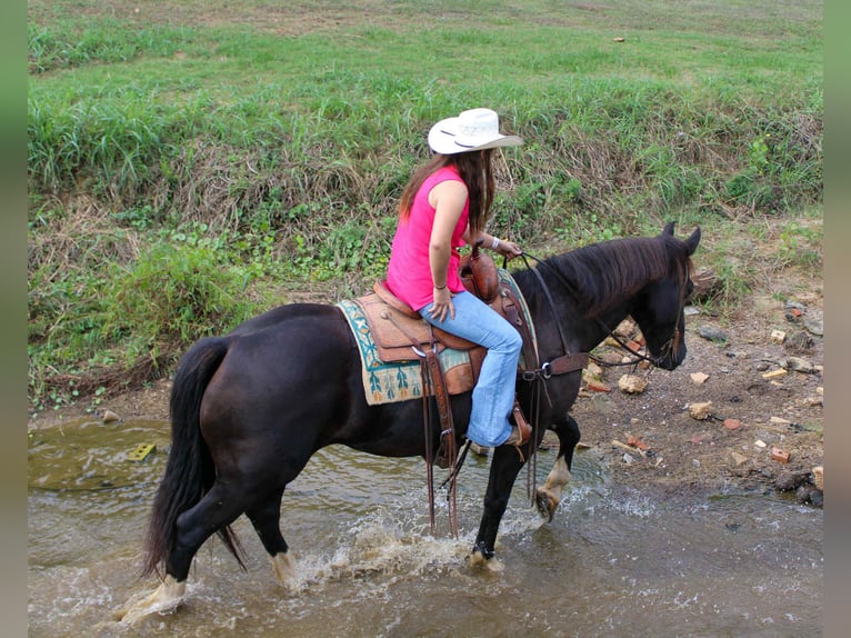 Percheron Wallach 9 Jahre 155 cm Rappe in Rusk TX