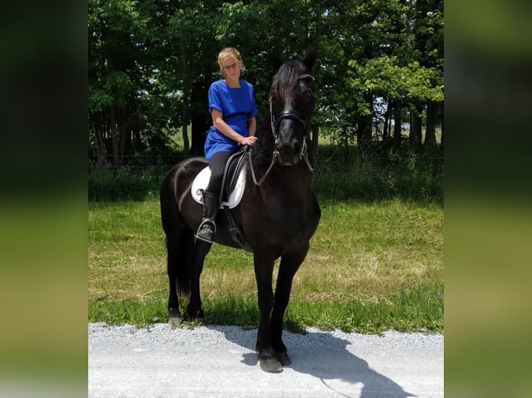 Percheron Wallach 9 Jahre 168 cm Rappe in apple creek  oh