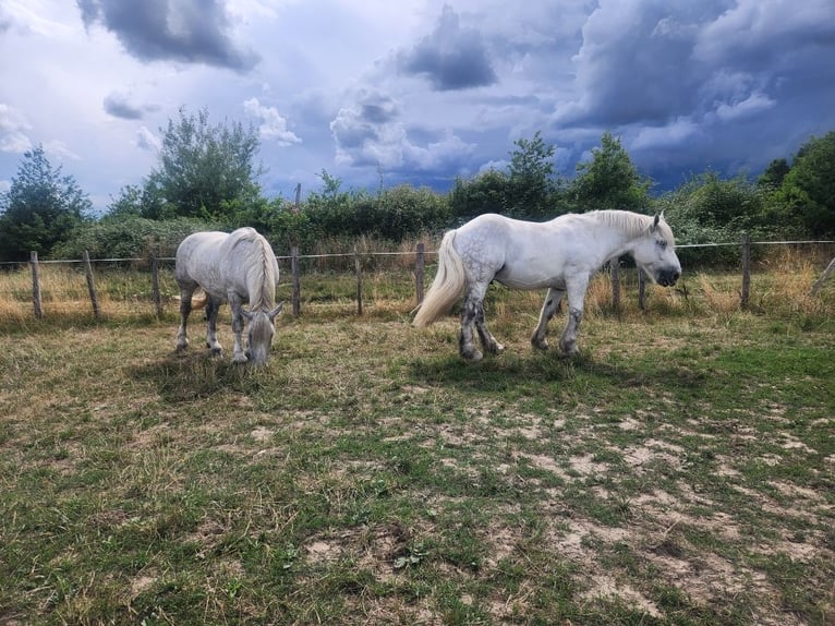 Percheron Wallach 9 Jahre 174 cm White in saint martin d&#x27;auxigny