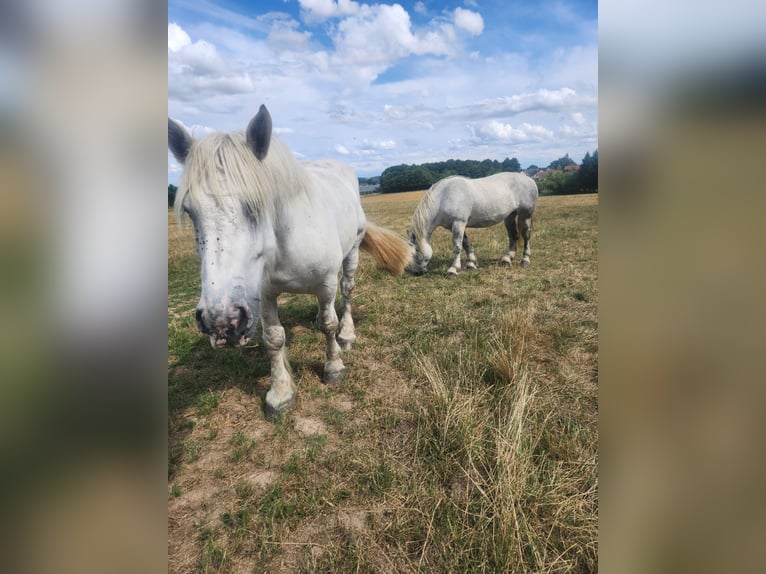 Percheron Wallach 9 Jahre 174 cm White in saint martin d&#x27;auxigny